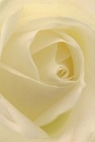 Stepping into the delicate depths of this cream-white rose, you are enveloped by its unfolding petals, as if cradled gently in the heart of Barnet's floral tradition. The gentle spiral of each petal pulls you inward, suggesting the softness of morning dew upon silk-a tactile memory of peaceful early hours along the tree-lined paths of Victoria Park. The play of light and shadow across the ivory folds adds gentle contrast and intimacy, inviting you to pause and savour the tranquility. The mood radiates peace and reflective tenderness, ideal for meaningful gestures-whether sending comfort, expressing admiration, or welcoming new beginnings with a thoughtful touch delivered across Barnet. Each precisely layered petal reveals not just beauty but the careful craftsmanship of local florists, their dedication shining through every nuance of form. The faint, sweet fragrance recalls cherished memories and quiet moments with loved ones in Barnet's close-knit community. In this image, the artistry and emotion coalesce, bringing to life a rose that captures not just its own beauty, but the heartfelt care and regional spirit infusing every floral composition in Barnet.